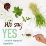 Organic Green Superfood Chocolate Powder - Image 8