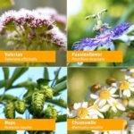 Herb Pharm Sleep Formula - Image 6