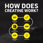 Ascent Clean Creatine Monohydrate - Image 4