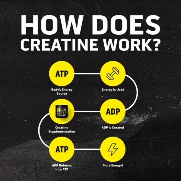 Ascent Clean Creatine Monohydrate - Image 4