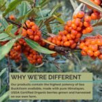 Organic Sea Buckthorn Oil Softgels - Image 5